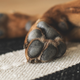 Illustration for article titled Man Shot by His Own Dog Proves That in Virtually Any Scenario, They Are Still Good Boys